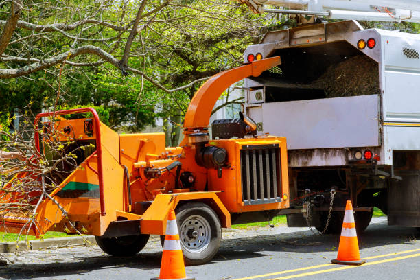 Professional  Tree Services in Carmel By The Sea, CA