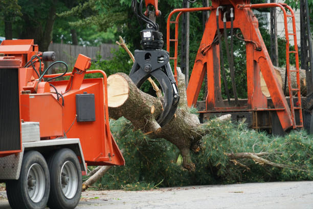 How Our Tree Care Process Works  in  Carmel By The Sea, CA